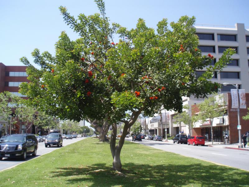 San Vicente Blvd. in Brentwood